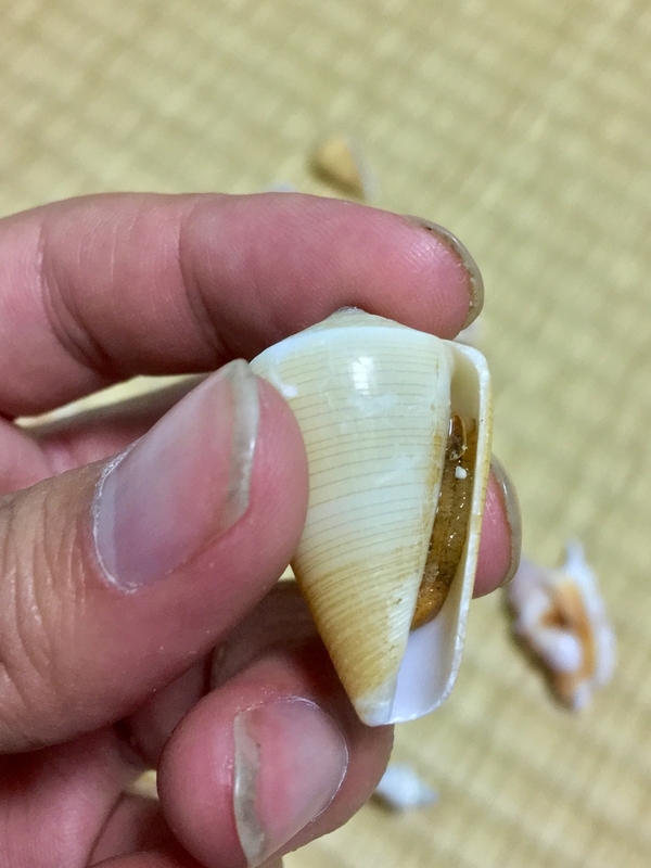 f:id:teresa_pkmn:20190110220055j:plain f:id:teresa_pkmn:20190110220055j:plain