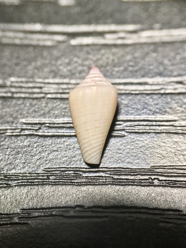 19 2 16 ウサギ探しの修行 城ヶ島 てれさの雑記