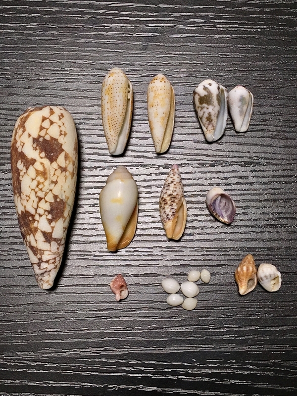 人気，安い 貝　標本　サイヅチナガニシ