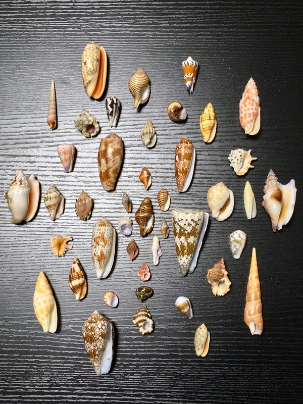 貝殻　オキナエビスガイ　エビスガイ　エビス貝 エビスガイ オキナエビスガイ オキナエビス貝 貝殻ストア