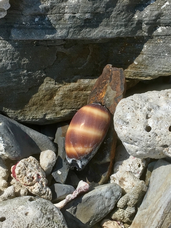 2019.8.18 台風一過の串本に弾丸遠征 - てれさの雑記