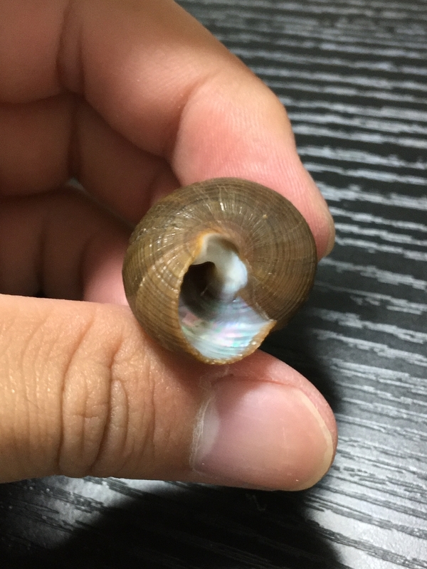 海で見かける】エビスガイ【食べられる貝】 - てれさの雑記