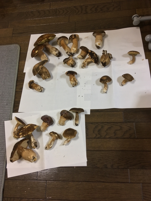 f:id:teresa_pkmn:20200131230425j:plain f:id:teresa_pkmn:20200131230425j:plain
