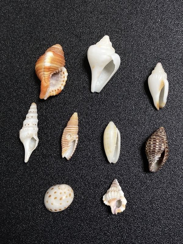 COWRIES　オサナ　カノコ　パパイア　フイリチドリダカラガイ　宝貝　貝殻5個 COWRIES オサナ カノコ パパイア フイリチドリダカラガイ 宝貝