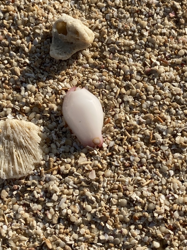 f:id:teresa_pkmn:20201009005108j:plain f:id:teresa_pkmn:20201009005108j:plain
