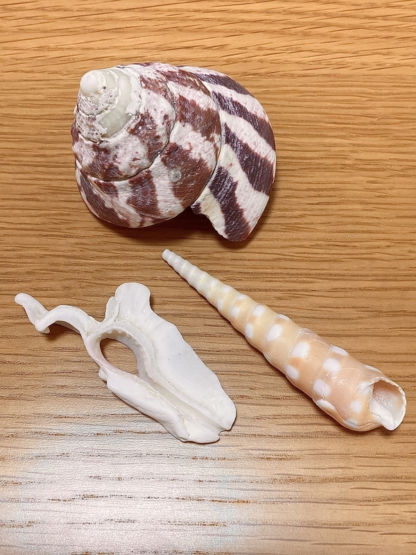 タカラ 沖縄産・大型】タカラガイ 青島文化教材社 スカイネット 1/12