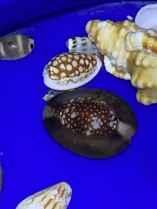貝殻(沖縄の青い海の宝)ラクダガイ 貝殻(沖縄の青い海の宝)ラクダガイ蓋付 - メルカリ