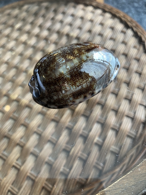 2022.10.9-14 石垣島新婚旅行で貝拾い（その2） - てれさの雑記