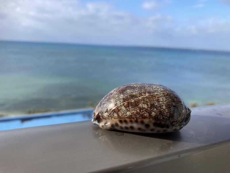 2022.10.9-14 石垣島新婚旅行で貝拾い（その3） - てれさの雑記