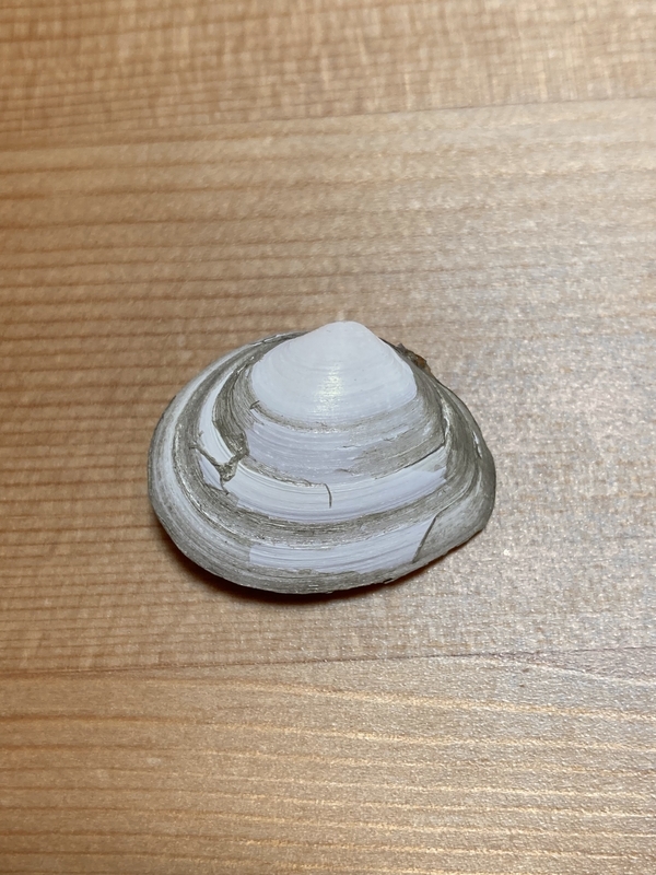 潮干狩りで】ヒメシラトリ【見つかる貝】 - てれさの雑記