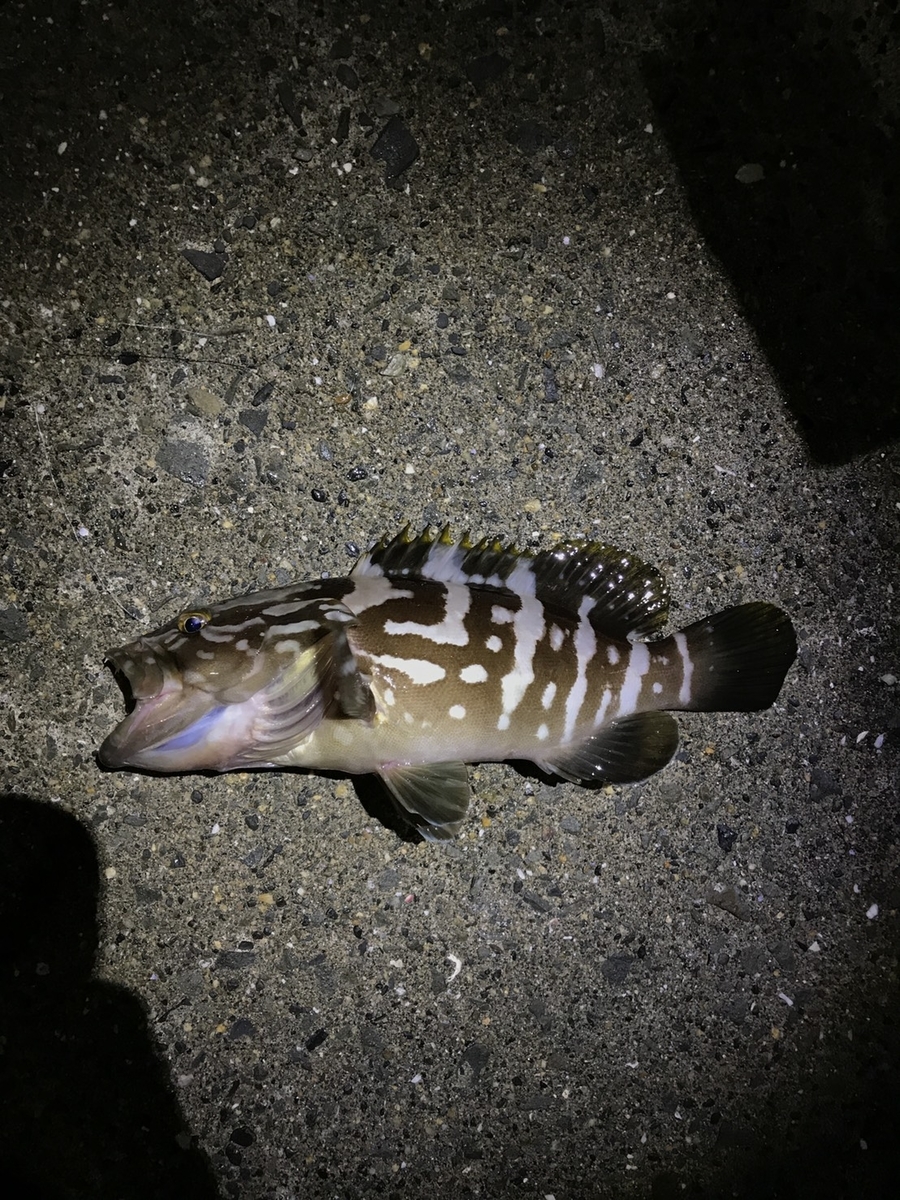 ロックフィッシュの釣 食 飼 Fishbook