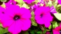 20120602031819