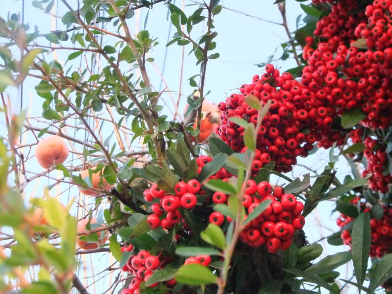 f:id:terry2012:20121214073107j:image:w360