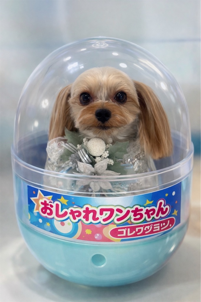 f:id:teru7000:20260224053341j:image