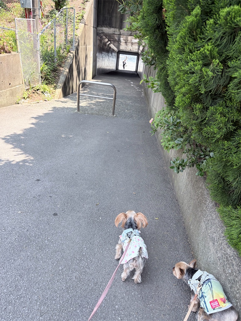 f:id:teru7000:20260614012033j:image