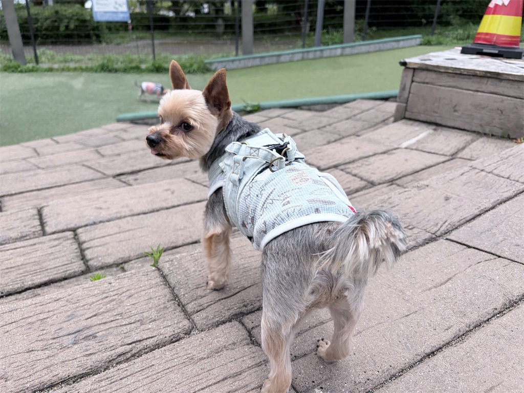 f:id:teru7000:20260704135135j:image f:id:teru7000:20260704135135j:image