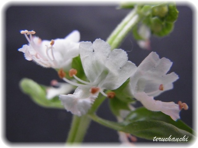 バジルの花