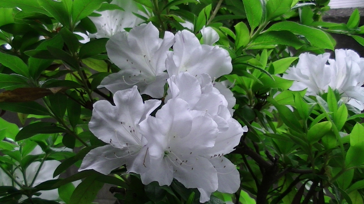 f:id:terupianist:20190426120446j:plain