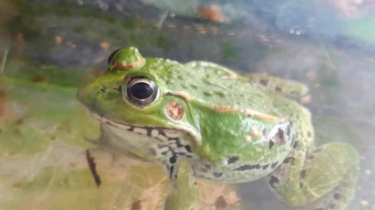 f:id:teryuryu:20190714094146j:plain f:id:teryuryu:20190714094146j:plain