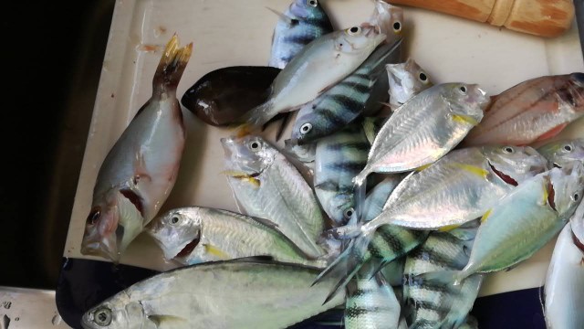 f:id:teryuryu:20190915080355j:image