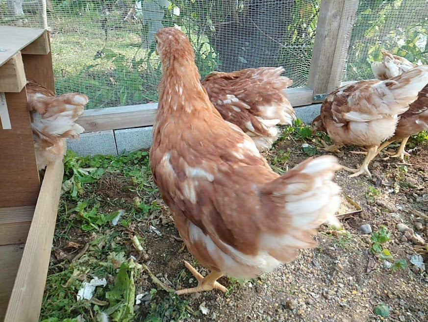 f:id:teryuryu:20200426144722p:plain f:id:teryuryu:20200426144722p:plain