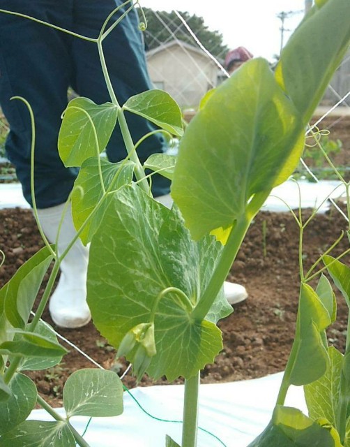 f:id:teryuryu:20201203125803j:image f:id:teryuryu:20201203125803j:image