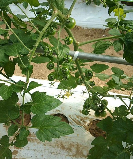 f:id:teryuryu:20201229180554j:image f:id:teryuryu:20201229180554j:image