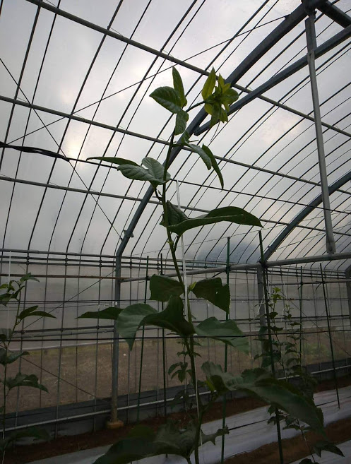 f:id:teryuryu:20210206183543p:plain