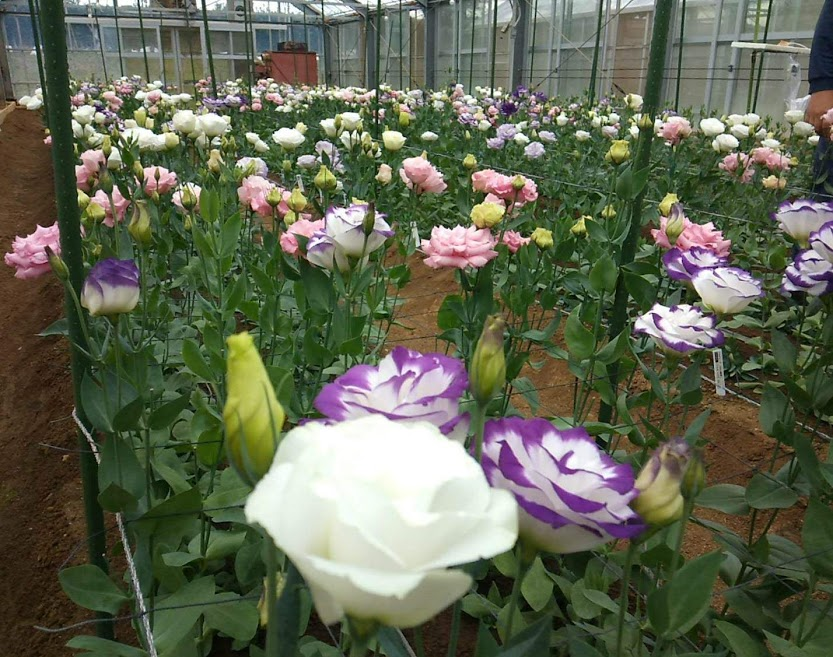 f:id:teryuryu:20210206183834p:plain