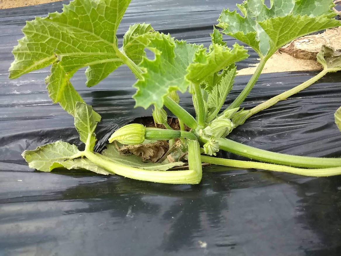 f:id:teryuryu:20210225045257p:plain