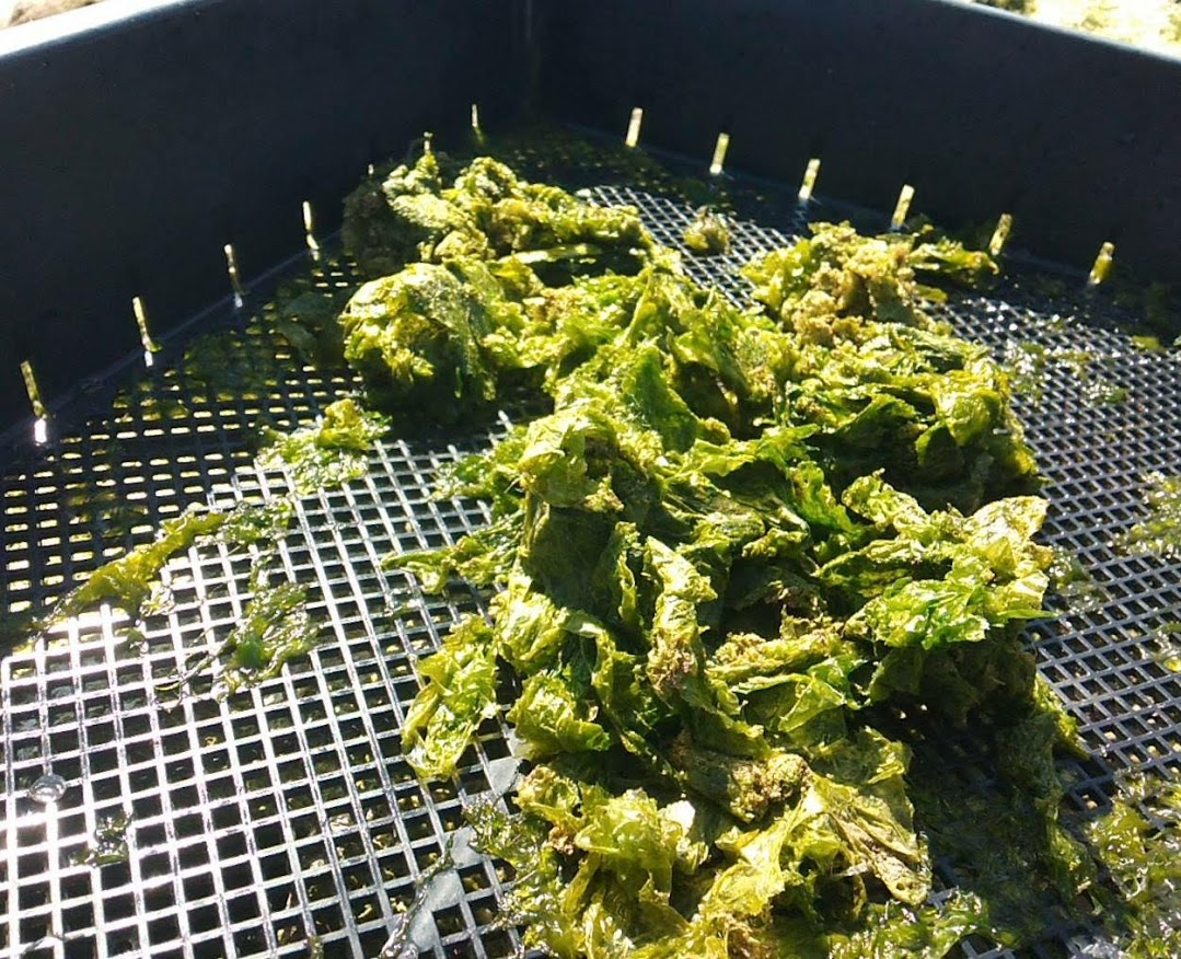 f:id:teryuryu:20210225050330p:plain