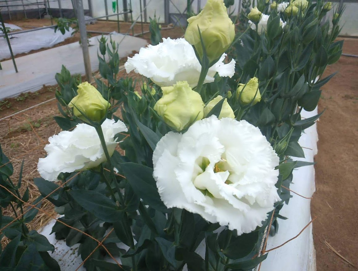 f:id:teryuryu:20210225055240p:plain