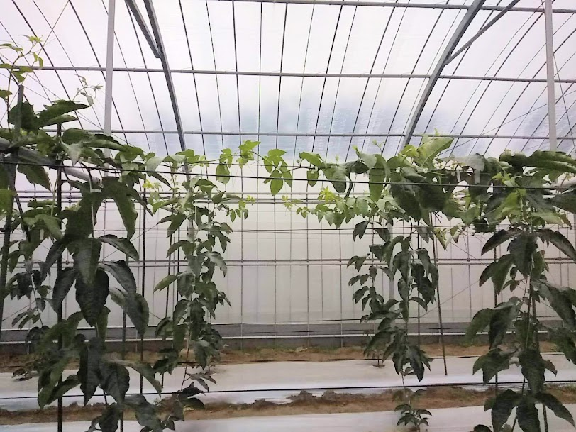 f:id:teryuryu:20210302045356p:plain