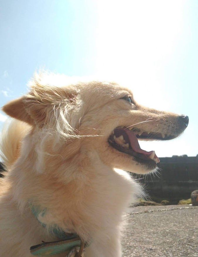 f:id:teryuryu:20210320170710p:plain