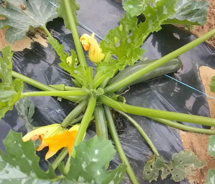 f:id:teryuryu:20210327045910p:plain