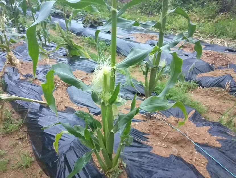 f:id:teryuryu:20210327050438p:plain