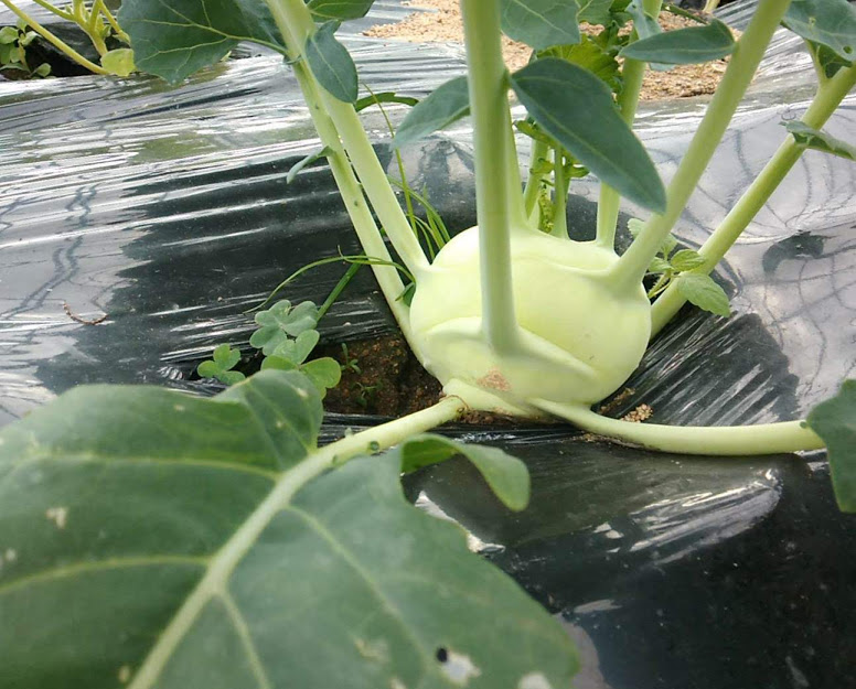 f:id:teryuryu:20210327050630p:plain