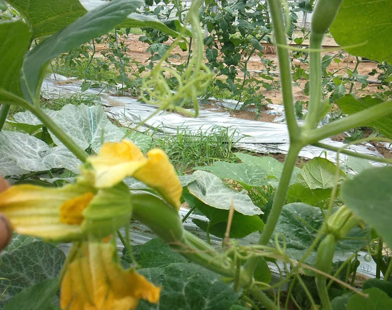 f:id:teryuryu:20210327050711p:plain