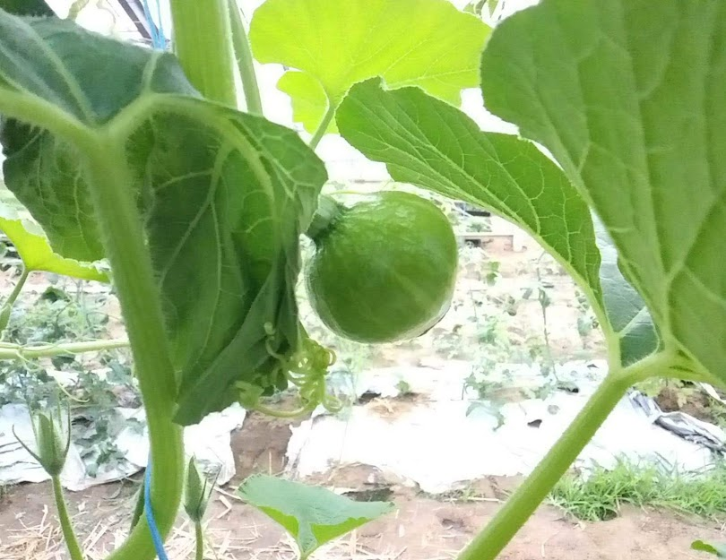 f:id:teryuryu:20210327051059p:plain