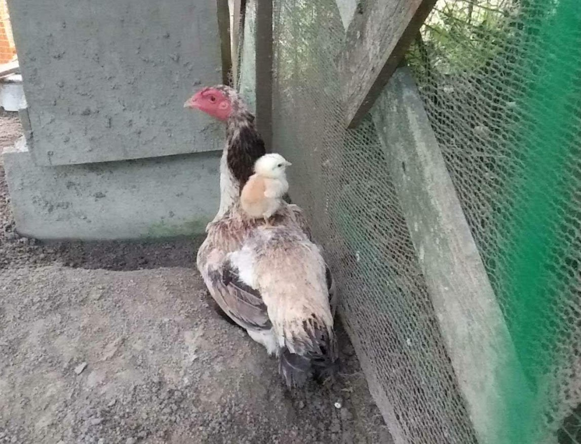 f:id:teryuryu:20210604025534p:plain