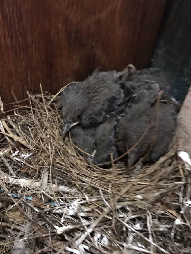 f:id:teryuryu:20210618030711p:plain