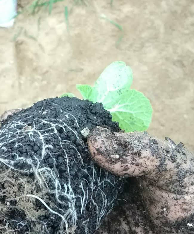 f:id:teryuryu:20210618031657p:plain