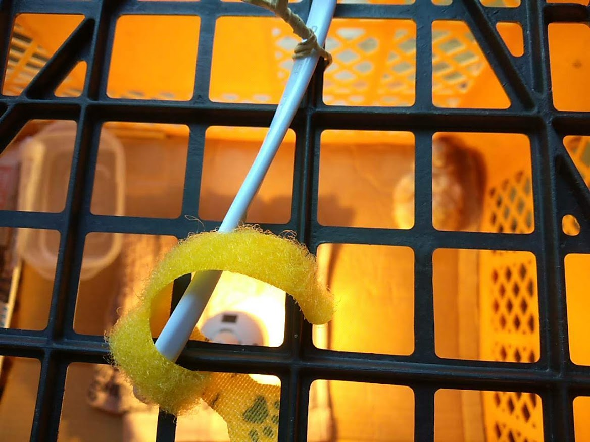 f:id:teryuryu:20210618033815p:plain