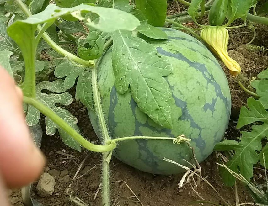 f:id:teryuryu:20210705043233p:plain