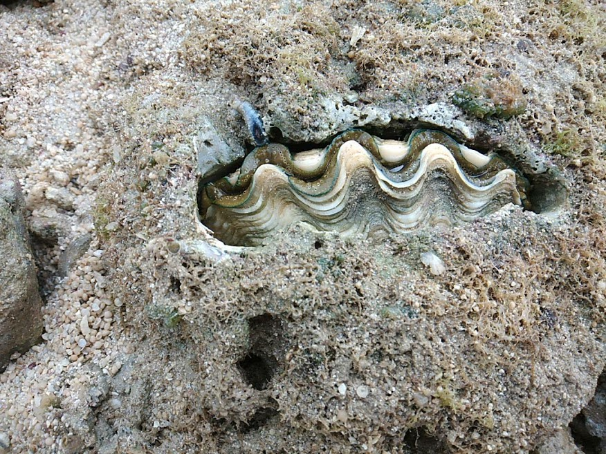 f:id:teryuryu:20210705045241p:plain