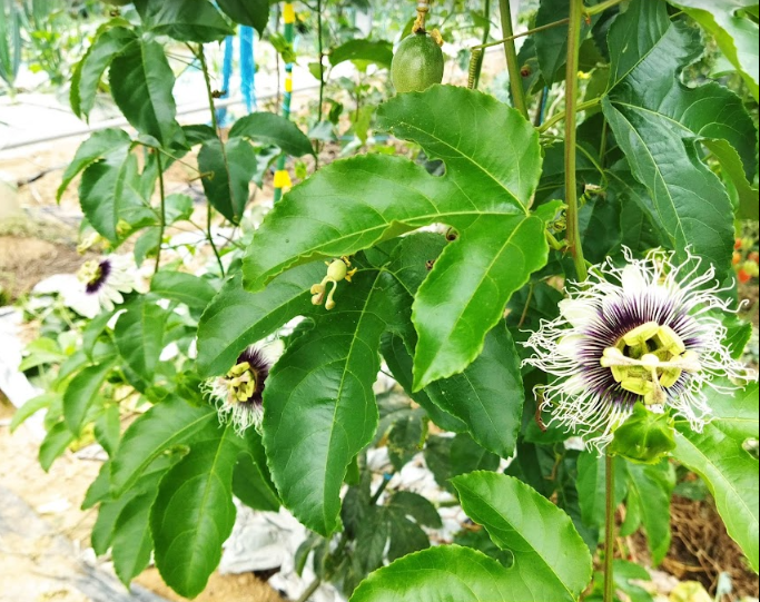 f:id:teryuryu:20220327091942p:plain