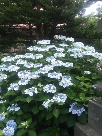 f:id:tessyu:20150802154208j:image f:id:tessyu:20150802154208j:image