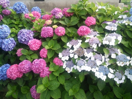 f:id:tessyu:20150802155224j:image f:id:tessyu:20150802155224j:image