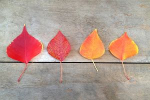 f:id:testcaremane:20210721154440j:plain