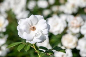 f:id:testcaremane:20210726173323j:plain